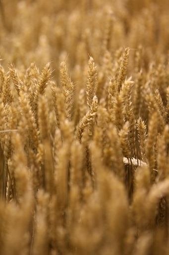 「バイオ燃料増産が食糧危機まねく」、ネスレ会長が警告