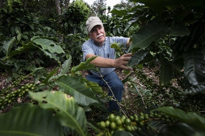 中米のコーヒー農園、気候変動の影響に悪戦苦闘