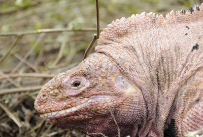 ガラパゴス諸島でピンクの新種イグアナ発見される