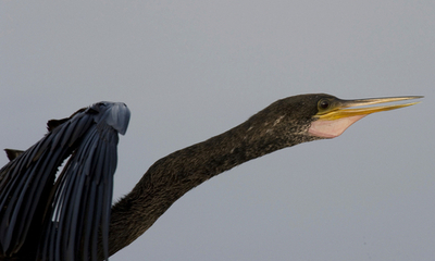 羽ばたく水鳥　米フロリダ州