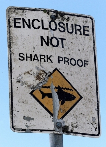 豪州サーファー少年、サメにかまれ死亡