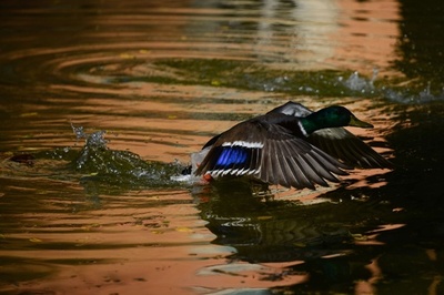 公園の池から飛び立つカモ、イタリア・ローマ