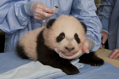 サンディエゴ動物園の赤ちゃんパンダ、名前は「雲の息子」に