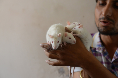 白ネズミといつでも一緒、インドの「ネズミ男」