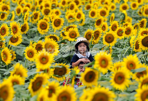 約万本のひまわりフェスティバル 栃木県野木町 写真4枚 ファッション ニュースならmode Press Powered By Afpbb News