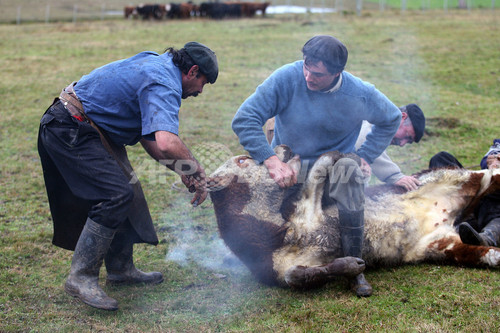ウルグアイで牛の焼き印の伝統行事 写真11枚 ファッション ニュースならmode Press Powered By Afpbb News