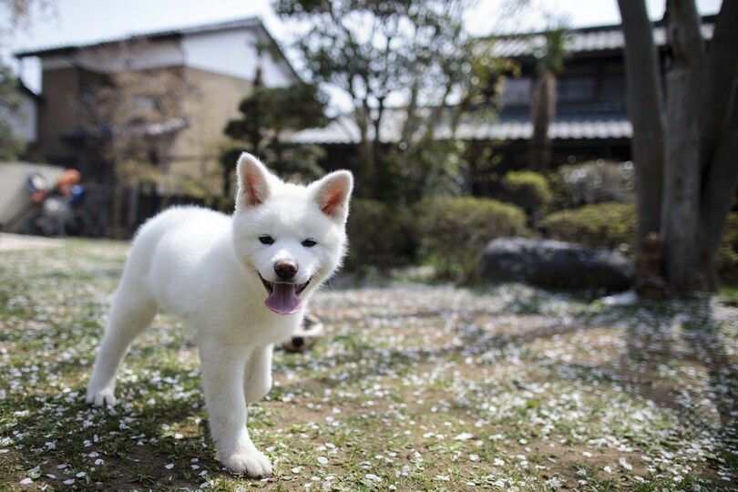 ザギトワ選手もとりこ、世界中がとろける秋田犬