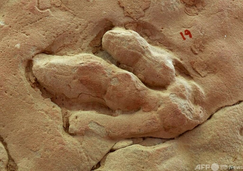 中国の科学者 1億年前の恐龍の足跡を発見