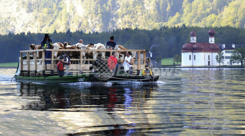 ひと夏越えて牛たちが山からの里帰り、ドイツ