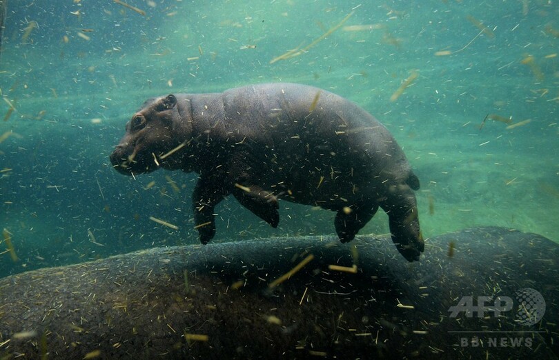 生後1か月の赤ちゃんカバ、目をまん丸にして水泳も チェコ