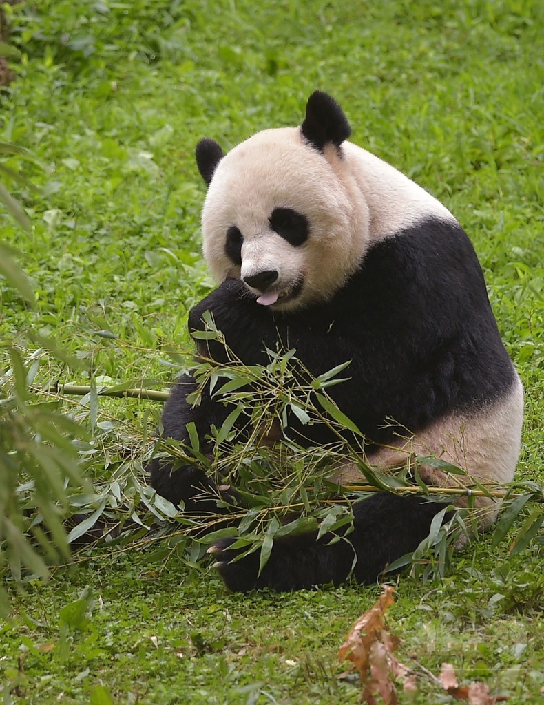 記念行事も中国式、米首都のパンダが1歳に