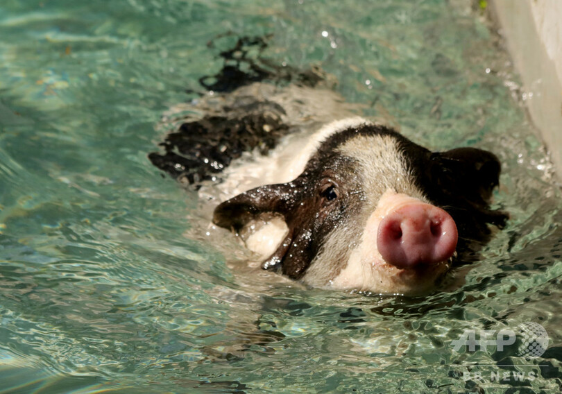 かわいい子豚の運動会 河北省張家口 写真5枚 国際ニュース Afpbb News