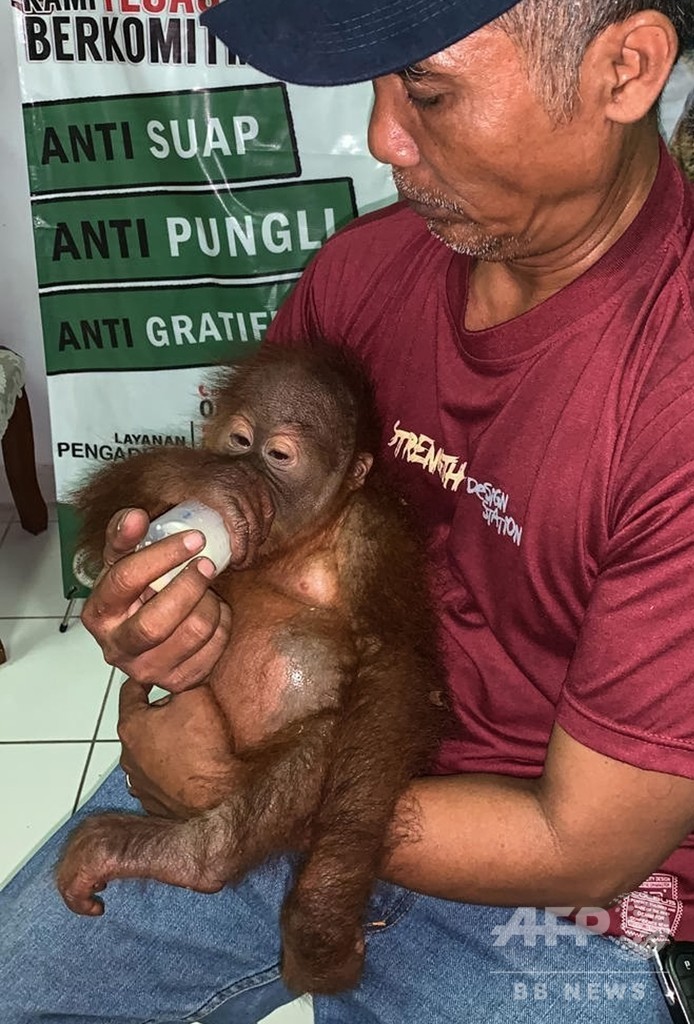 スーツケースにオランウータン、ロシア人旅行者を空港で逮捕 バリ島