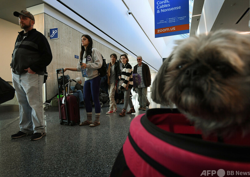 機内同伴は介助犬のみ、ブタやクジャクはお断り 米運輸省が規定発表