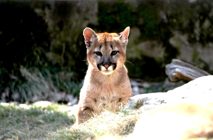 ピューマの赤ちゃん３頭の名前公表 上海動物園 写真12枚 国際ニュース Afpbb News