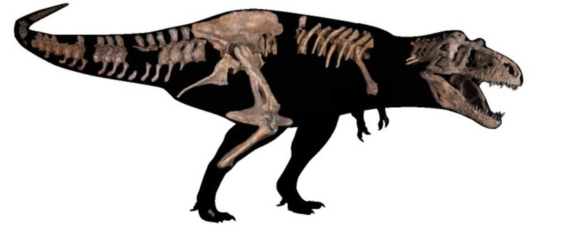 「ティラノサウルス・レックス「スコッティ」」の画像検索結果