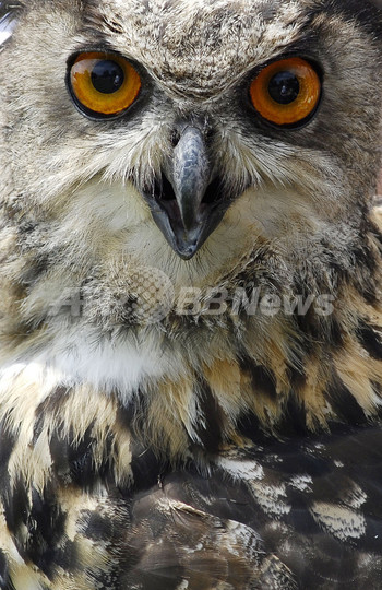 フクロウ減少は「ハリポタ」のせい?インド フクロウ減少は「ハリポタ」のせい?インド