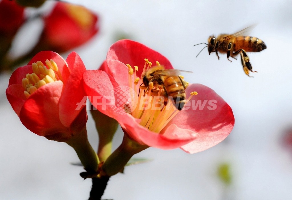 ミツバチ激減の英国、ICタグつけて農薬の影響を調査 ミツバチ激減の英国、ICタグつけて農薬の影響を調査