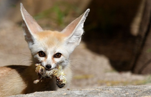 かわいいだけじゃない フェネックギツネの赤ちゃん 伊ローマ 写真7枚 国際ニュース Afpbb News