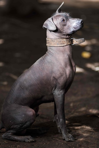 毛のないメキシコの伝統犬 ショロイツクインツレ ヒップスター時代に人気再燃 写真9枚 国際ニュース Afpbb News