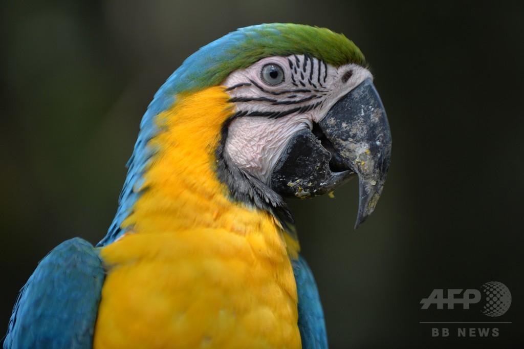 鳥類の「賢さ」、小さな脳に密集する神経細胞が寄与? 研究 鳥類の「賢さ」、小さな脳に密集する神経細胞が寄与? 研究