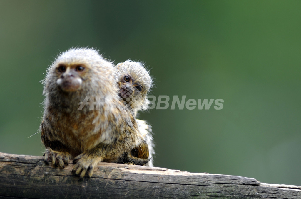 ピグミーマーモセットの赤ちゃん コロンビア動物園 写真5枚 国際ニュース Afpbb News