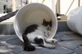 キプロス沿岸の街パフォスに近いタラ村にあるタラ修道院キャットパークで眠る猫（2016年10月4日撮影）。(c)AFP/Florian CHOBLET