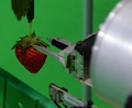 農家の人たちが眠っている間に熟したイチゴを収穫してくれるロボットが25日、都内で開催された自動認識総合展（AutoID and Communication Expo）で公開された。開発者によると、農家の作業量は3分の2に軽減されるという。

機械メーカーのシブヤ精機（Shibuya Seiki）と食料や農業、農村に関連した研究活動を行う農研機構（National Agriculture and Food Research Organisation）が出展した全長2メートルのロボットは、畝の間に敷いたレール上を移動しながら作業し、8秒に1個のイチゴを摘み取ることができる。

また、収穫に適しているイチゴを選ぶためのカメラが3台装備されており、イチゴの状態を確認した上でアームを出して摘み、かごに入れていく（2013年9月25日撮影）。(c)AFP/Yoshikazu TSUNO
