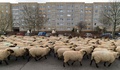 ドイツの首都ベルリン東部のマルツァーン地区を移動する羊の群れ（2016年2月12日撮影）。(c)AFP/dpa/Patrick PLEUL