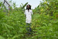 ジャマイカの首都キングストンにある西インド諸島大学で、大麻を栽培するマシェル・エマニュエル博士（2019年5月18日撮影）。(c)Angela Weiss / AFP