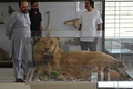 ジャハンギール・カーン・ジャドゥーンさん（左）。パキスタン・パンジャブ州パトキにある動物剥製博物館にて（2021年6月10日撮影）。(c)Aamir QURESHI / AFP