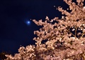 満開の桜と月食で一部が欠けた月。栃木県宇都宮市で撮影（2015年4月4日撮影）。(c)AFP/Yoshikazu TSUNO