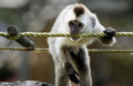ベネズエラ・カラカス（Caracas）の動物公園では、かわいらしいサルたちが人気だ。写真は、ロープをかむサル（2009年5月12日撮影）。(c)AFP/THOMAS COEX