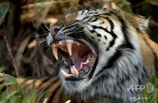 3日間床下に閉じ込められていたトラ、無事救出 インドネシア 3日間床下に閉じ込められていたトラ、無事救出 インドネシア