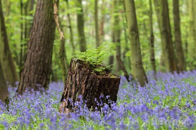 森に咲くツリガネスイセンの花、英国