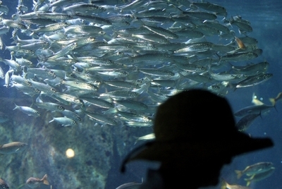 手足の指は3億8000万年前の魚類に出現した、スウェーデン研究