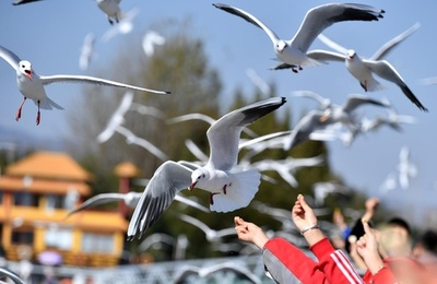 昆明の風物詩 越冬のユリカモメが飛来 雲南