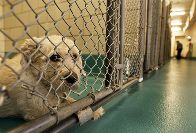 減速する韓国経済、ペットも獣医も受難のとき