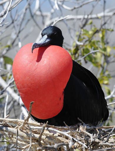 太陽の下でのびのび、南米エクアドル・セイモア島の動物たち