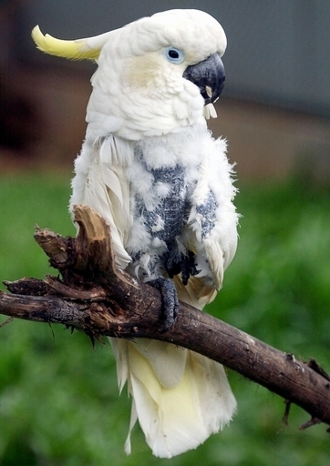 幼児2人と引き換えにオウムと現金を受け取った女を逮捕、米国