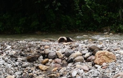 四川・自然保護区内でジャイアントパンダの死骸 豪雨で水死か