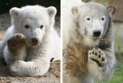 ホッキョクグマのクヌート、1歳の誕生日