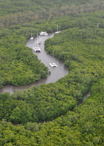 豪マングローブ林、7400ヘクタールが枯死 史上最大規模
