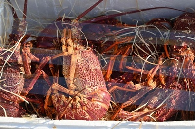 香港税関、生きたロブスター900キロ押収 中国本土へ密輸か