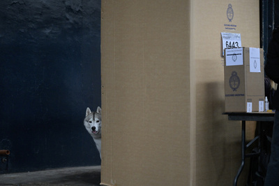 【今日の1枚】飼い主の選択、見守る忠犬 アルゼンチン大統領選