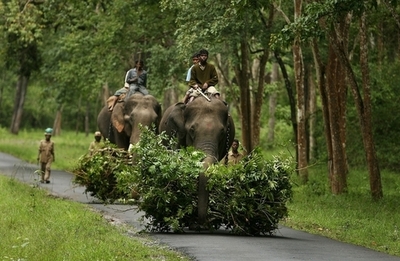 ヘロイン中毒のゾウ、リハビリ終えるも野生に戻れず