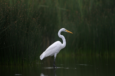 ペルーの自然保護区に生息する鳥たち