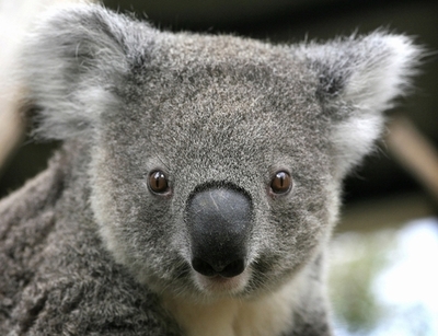 オーストラリア、放牧地の開墾で多くの生物が危機に コアラも大量に死亡