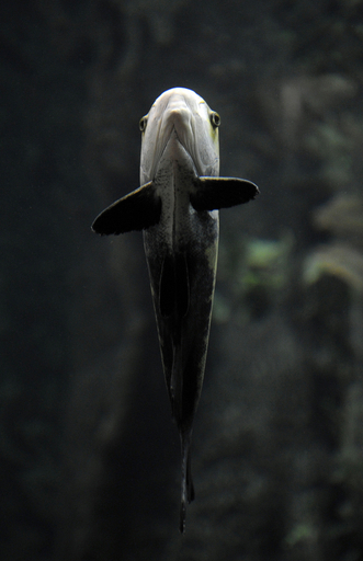 コロンビアのアマゾン熱帯魚水族館