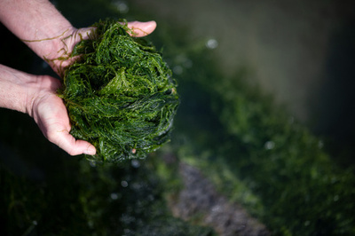 The UK botanist who helped revive Japan's seaweed industry